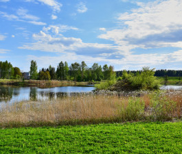 Latvia, the bank of the Daugava River near the city of Ogre, green grass and brown reeds, on the other bank are trees, clouds in the blue sky, in the summer in the daytime.
