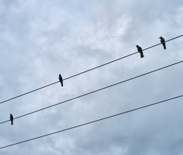 Elektroenerģijas sadales pakalpojumu tarifi pakalpojuma lietotāju intereses nenodrošina pilnā apjomā
